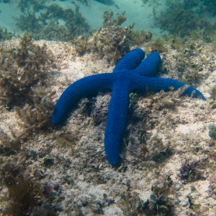 Linckia laevigata blue sea star