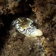 Doriprismatica atromarginata nudibranch