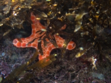 Tosia australis biscuit sea star